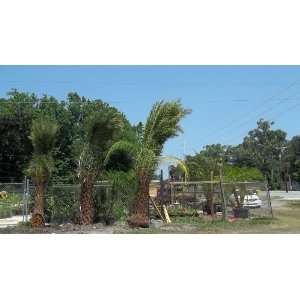   Cold Hardy Palm Fast Growing Phoenix Sylvestris Patio, Lawn & Garden