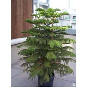   Island Pine Tree ARAUCARIA excels 10 Seeds: Patio, Lawn & Garden