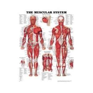  Muscular System Chart: Health & Personal Care