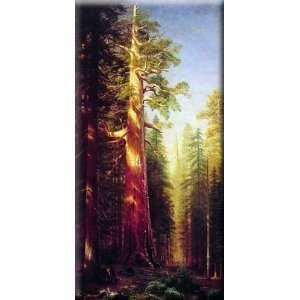   Grove, California 8x16 Streched Canvas Art by Bierstadt, Albert