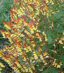 Mini Lobata ~ Firecracker Vine (Ipomoea lobata) 25+SEED  