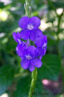  you are buying 24 seeds of blue porterweed porter 