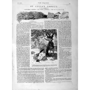   1877 Illustration Story CeliaS Arbour Fruit Tree Boy: Home & Kitchen