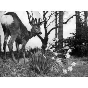  Baby Fawn Beside a Clump of Daffodils, March 1953 