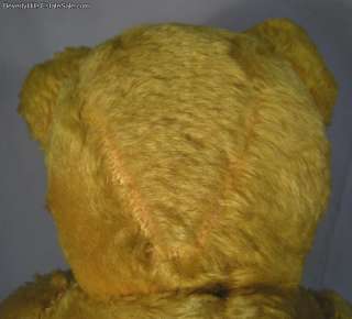 Rare Antique Steiff 22 Mohair Honey Bear Early 1900s  