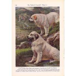 1941 Great Pyrenees Working Dogs Edward Herbert Miner Vintage Dog 