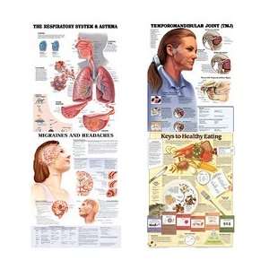  Informational Charts   The Respiratory System & Asthma 