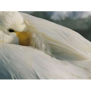  A Whooper Swan (Cygnus Cygnus) Keeps an Eye out as it 