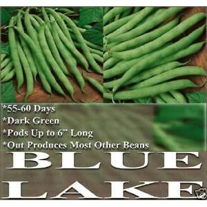   ~ LONG TERM PRODUCER BUSH BEAN ~ ORGANIC BUSH Patio, Lawn & Garden