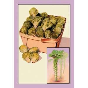  Brussel Sprouts 16X24 Giclee Paper