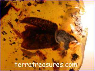 A101 DR9753 An Enormous Weevil in Dominican Amber  