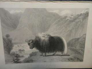 Yak of Thibet. Early lithograph. Published October 1834 by Bull & Co 