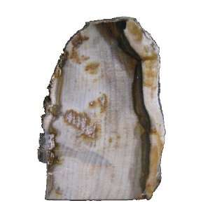  Petrified Wood Slab 01 Brown Tree Crystal Healing Fossil 