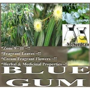  500+ Eucalyptus globulus, Tasmanian Blue Gum, Tree Seeds 