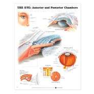 The Eye Anterior and Posterior Chambers Anatomical Chart, (1587791323 