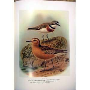  Dotterel & Banded BullerS Birds Of New Zealand