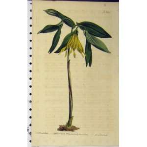  1808 Hand Coloured Flower Edwards Curtis Sansom N.1112 