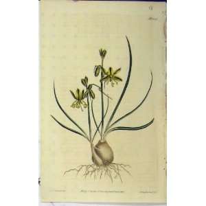  1810 Hand Coloured Flower Edwards Curtis Sansom N.1329 