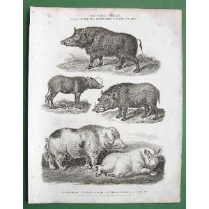  WILD BOAR Hogs Quadrupeds   1812 SCARCE Origial Antique 