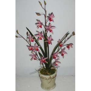  25 Wild Vanda Orchid in Old World Stone: Home & Kitchen