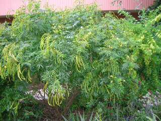 Privet cassia (Senna ligistrina) 3 Seed Pods Butterflys  