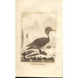  The Pintail Widgeon 1812 Buffon Birds Plate 244