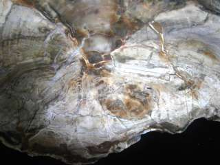 Petrified Wood (Conifer) Slab Madagascar Polished Both Sides Triassic 
