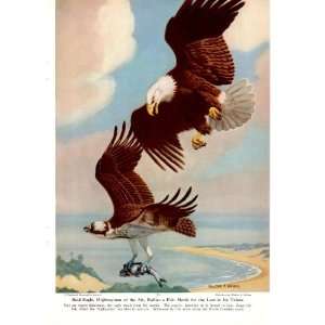 1950 Bald Eagle Bullies a Fish Hawk   Walter A. Weber Vintage Bird 