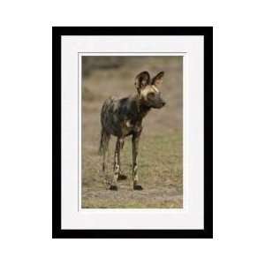  African Wild Dog Chobe National Park Framed Giclee Print 