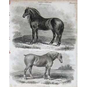   Encyclopaedia Britannica Agriculture Cart Horse 1816: Home & Kitchen