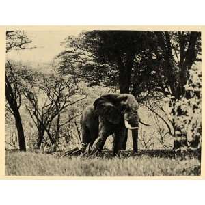  1930 African Bull Elephant Kenya Africa Photogravure 