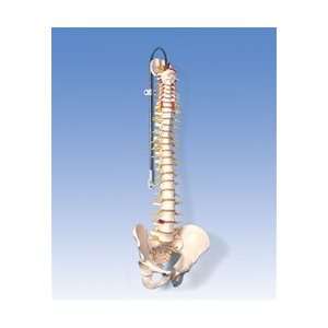   Flexible Spine with Brain Stem & Opened Sacrum