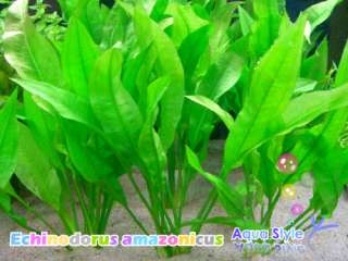 6x Echinodorus icus   Live aquarium plant moss  