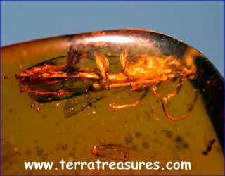 A101 DR7811 SuperbGiant Ichneumon Wasp Dominican Amber  