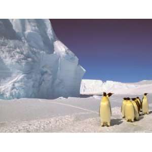 Emperor Penguins, Cape Darnley, Australian Antarctic 