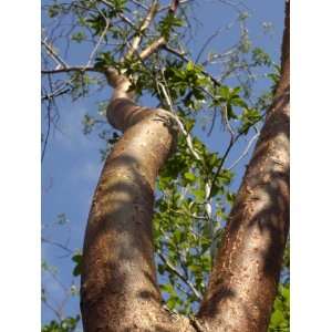  Gumbo Limbo Tree, Everglades National Park, Florida 