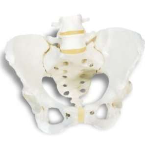  Female Pelvic Skeleton