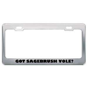  Got Sagebrush Vole? Animals Pets Metal License Plate Frame 