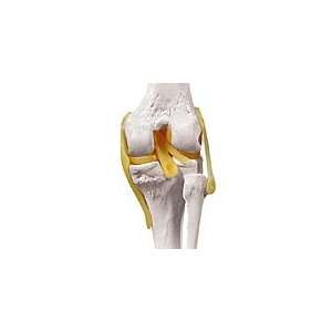 Functional Knee Joint Model (Altay )  Industrial 