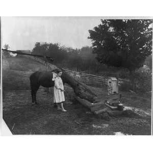   ,horse drinking from trough,water pump,aqueduct,c1900