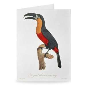  Toucan Great Red Bellied by Jacques   Greeting Card 