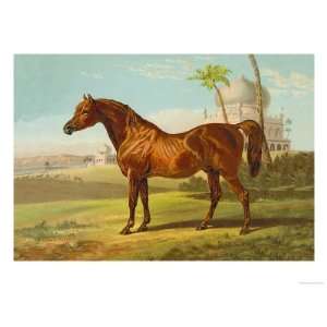  Goldie Arab Giclee Poster Print by Samuel Sidney, 24x32 