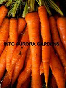 100 Scarlet Nantes Carrot Seeds Organic Vegetable  