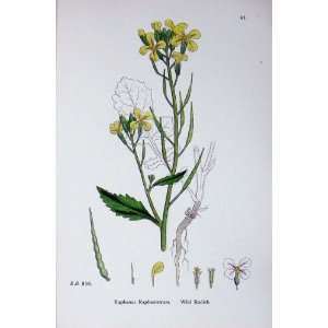  Botany Plants C1902 Wild Radish Raphanus Raphanistrum 