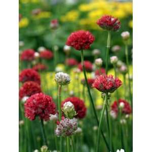   Red Thrift Perennial   4 Plants   Armeria: Patio, Lawn & Garden