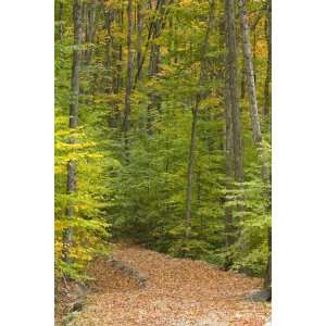 Pathway Through Woods at Mont Tremblant Golf and Ski Resort by Mark 