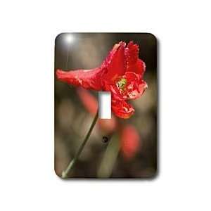  VWPics Flowers   Scarlet Larkspur.(Delphinium cardinate 