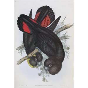 John J Gould   Leachs Cockatoo #10 13 x 19 inch Birds of Australia 