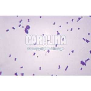 Staphylococcus aureus w.m., Microscope Slide:  Industrial 