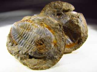 Fossil Trilboite Asaphidae with Calcite   Asaphellus sp. Ordovician 